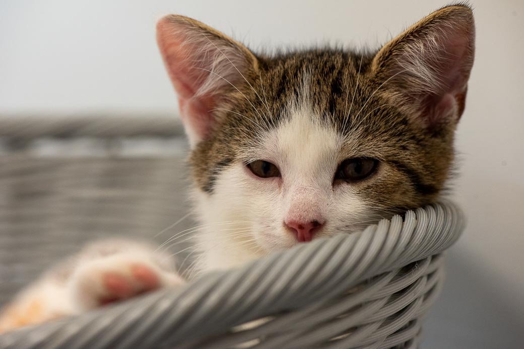 Viele Kitten suchen ein Zuhause