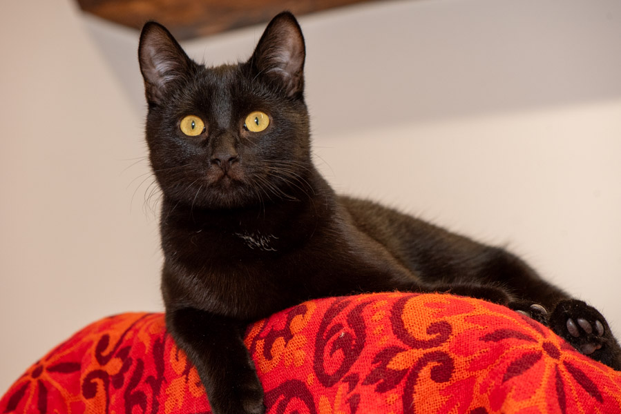 Ruben & Rocky – zwei Brüderherzen auf der Suche nach ihrem Zuhause